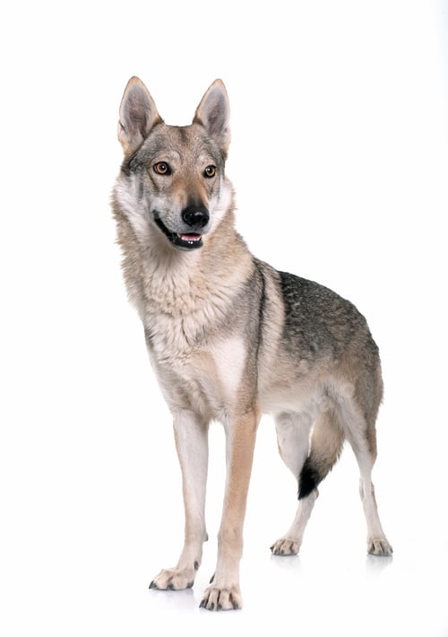 Preview: czechoslovakian wolf dog