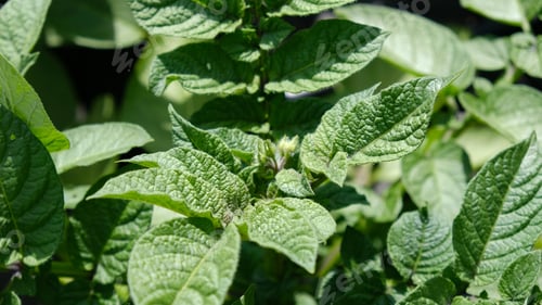 Preview: Green fresh leaves of potato (Solanum tuberosum) on bushes in the field