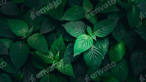 Preview: A background with an abstract design and a close-up texture of green leaves.