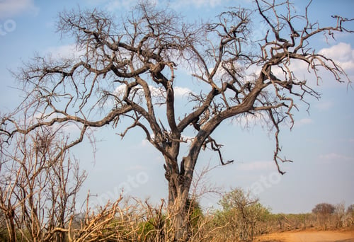 Preview: African savannah arid landscape, Bare tree on the reddish dirt road side, blue sky
