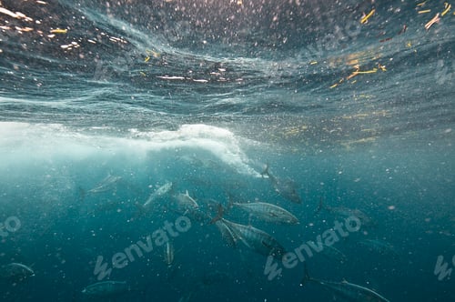 Preview: Bonito fish viciously attacking a sardine baitball, Isla Mujeres, Mexico