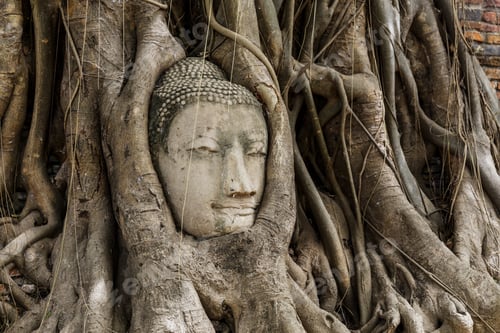 Preview: Buddha head statue in banyan tree at Ayutthaya