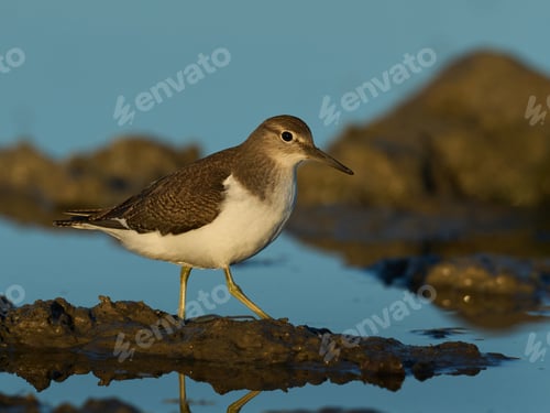 Preview: Common sandpiper (Actitis hypoleucos)