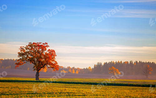 Preview: beautiful autumn landscape