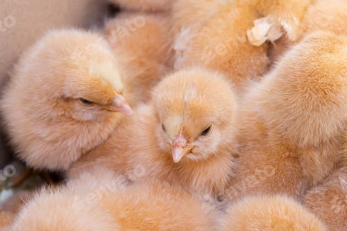 Preview: Close up newborn chicken, chicken farm