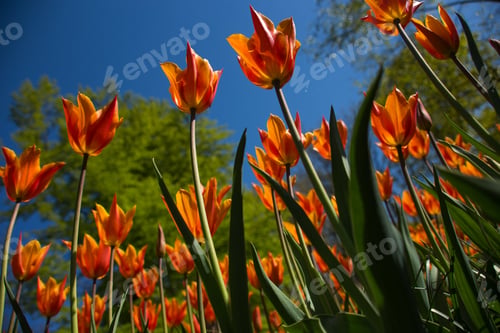 Preview: Looking up