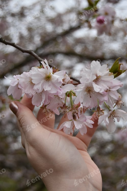 Preview: Cherry blossoms