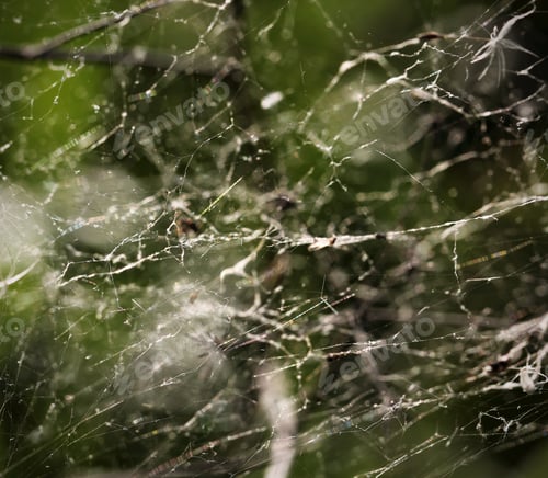 Preview: Spider Web Dense In Nature