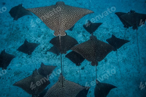 Preview: Underwater overhead view of spotted eagle rays casting shadows on seabed, Cancun, Mexico