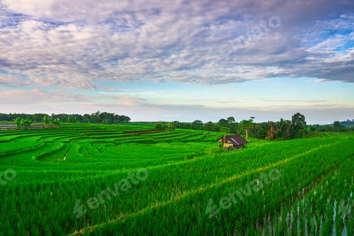 Preview: indonesia beauty landscape paddy fields in bengkulu natural beautiful morning view from indonesia