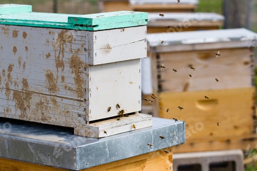 Preview: Beekeeping