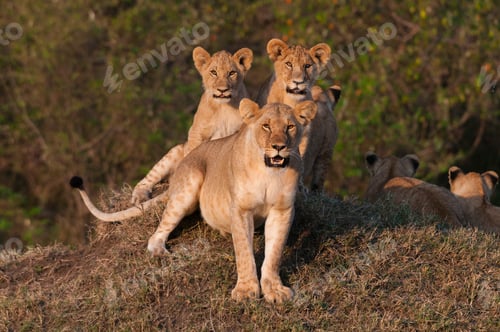 Preview: A pride of lions resting at golden hour