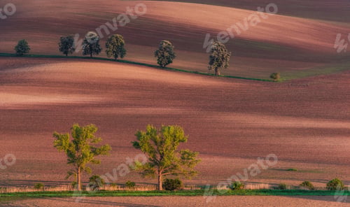 Preview: Chestnut avenue in South Moravia