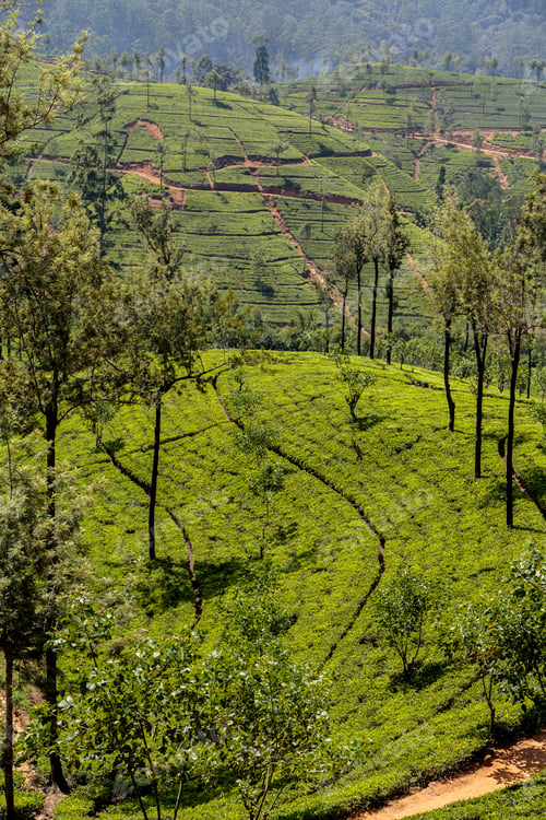 Preview: Nuwara Eliya in Sri Lanka