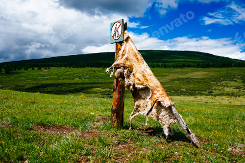 Preview: Close up of sheep hide stretched out to cure on a mountainside.