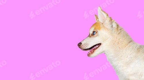 Preview: Profile Close-up on a Red Three months old Puppy Husky head mouth open looking away on pink