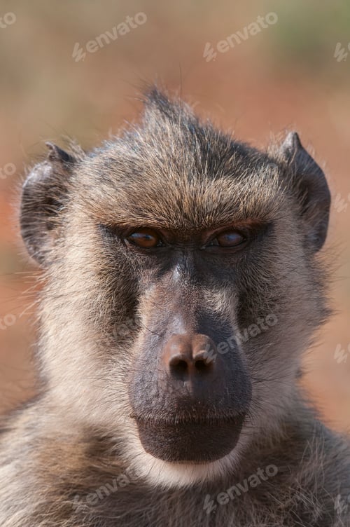 Preview: A closeup of a baboon gazing into the distance