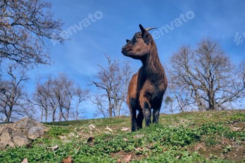 Preview: Goat standing on grass on hill