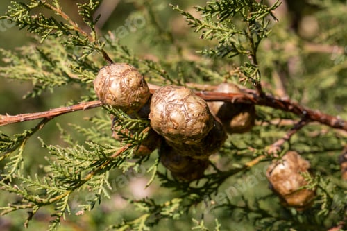 Preview: Branch of a Cupressus sempervirens