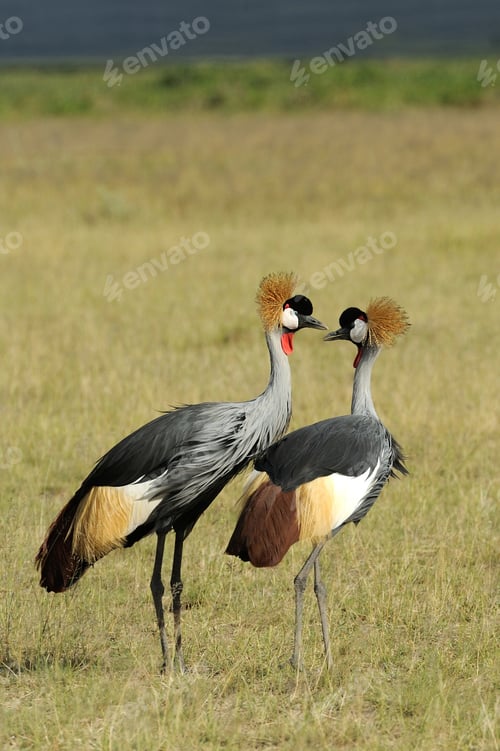 Preview: Crowned crane