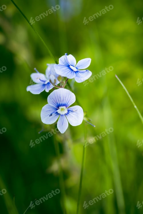 Preview: Little flowers