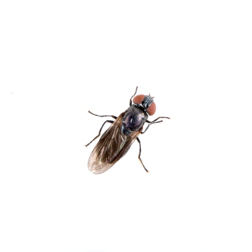 Preview: Black fly on a white background