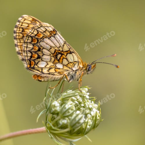 Preview: Assmanns fritillary butterfly