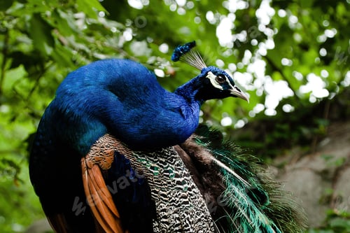 Preview: Beautiful peacock in the zoo displaying its colorful plumage. China.