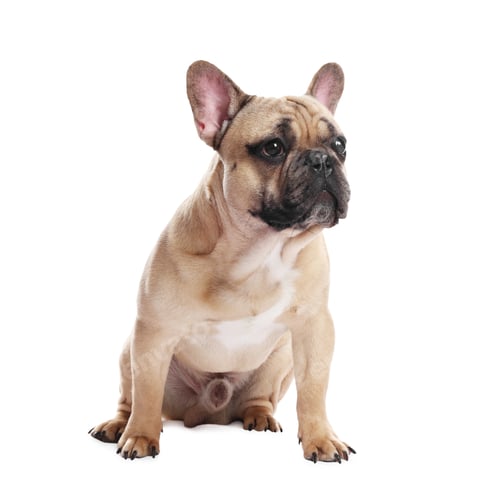 Preview: Adorable French bulldog dog sitting on white background
