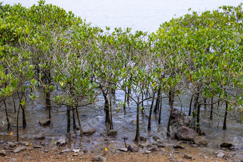 Preview: Mangrove trees in the water on a tropical island