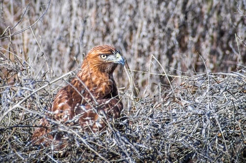 Preview: Red-tailed Hawk in a dry shrub
