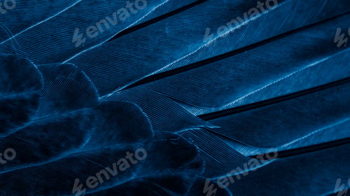 Preview: blue feather pigeon macro photo. texture or background