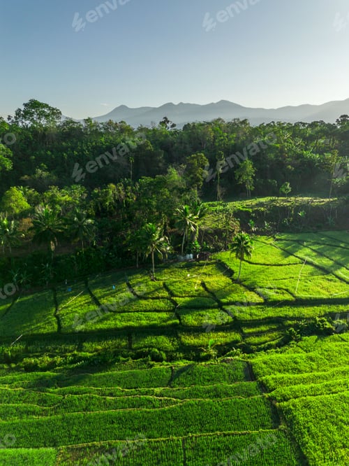 Preview: Beautiful morning view indonesia panorama landscape paddy fields