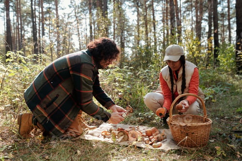 Preview: Young intercultural husband and wife checking picked mushrooms