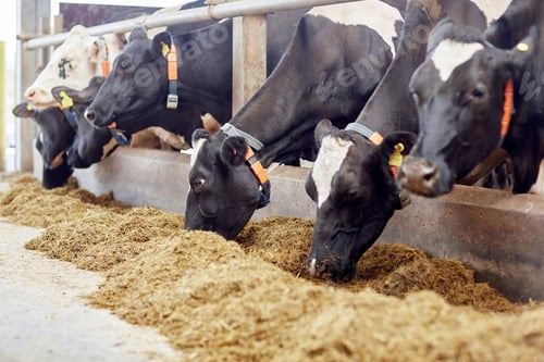 Preview: herd of cows eating hay in cowshed on dairy farm
