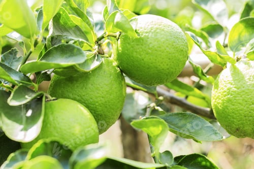 Preview: lemons with sunlight