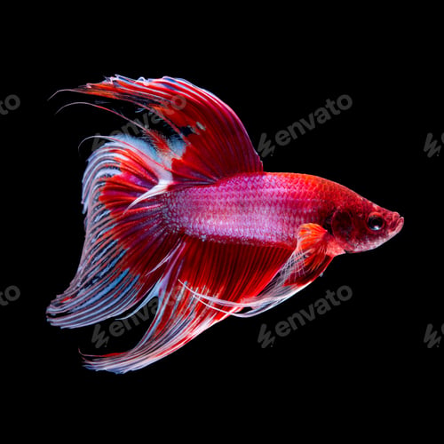 Preview: betta fish on black