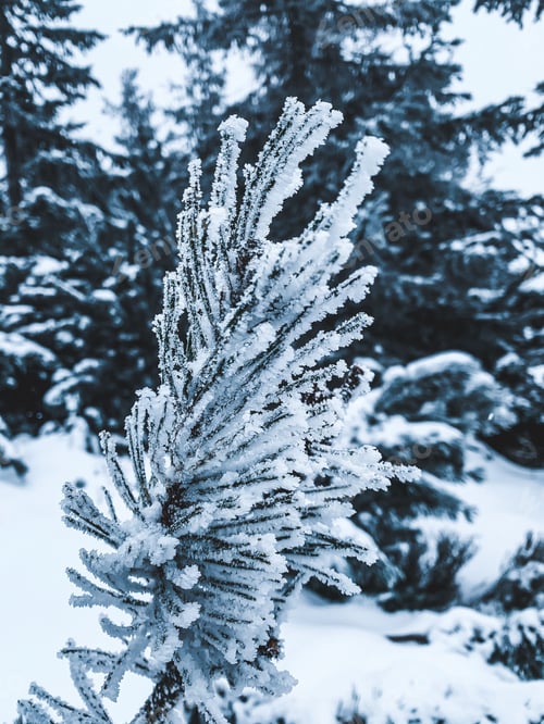 Preview: Vertical closeup of a pine tree branch covered with snow in Poland