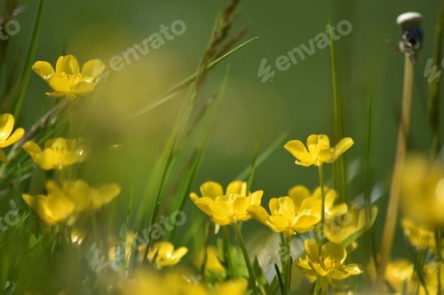 Preview: Who doesn't love buttercups!!! 🌼