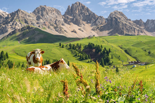 Preview: Scenic Alps with cow on green field