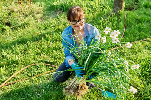 Preview: Spring time, woman in gardening gloves holding wild white narcissus plants