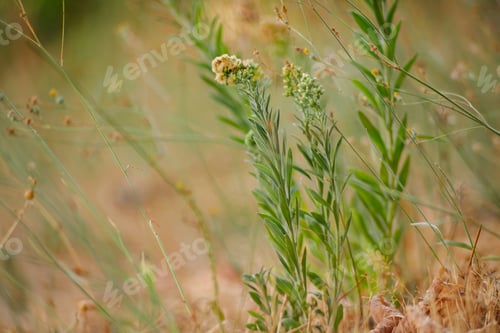 Preview: Selective soft focus of dry grass, reeds, stalks blowing in the wind at golden sunset light.