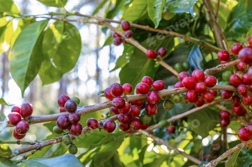 Preview: Coffee tree concept. Organic coffee berries beans.