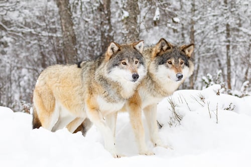 Preview: Two beautiful wolves in cold snowy winter forest