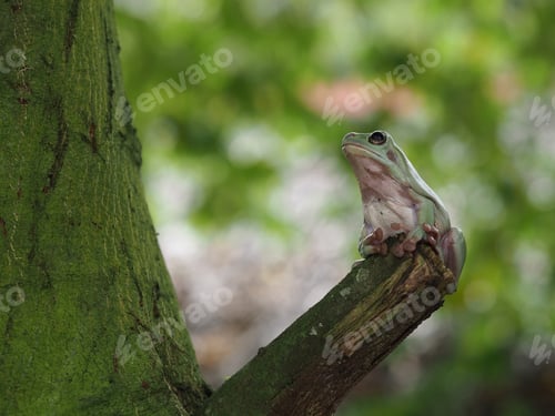 Preview: dumpy frog