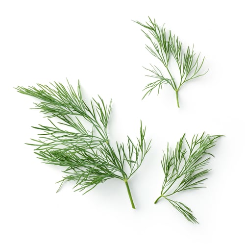Preview: fresh dill leaves