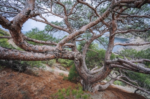Preview: Relict pine on a rocky seashore. Cape Kapchik, Noviy Svet, Crimea