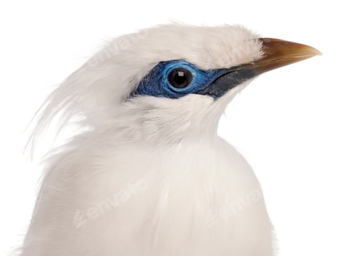 Preview: Close-up of Rothschild's Swift, Cypseloides rothschildi, 5 years old, in front of white background