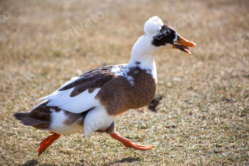 Preview: Shallow focus of a duck running on grass