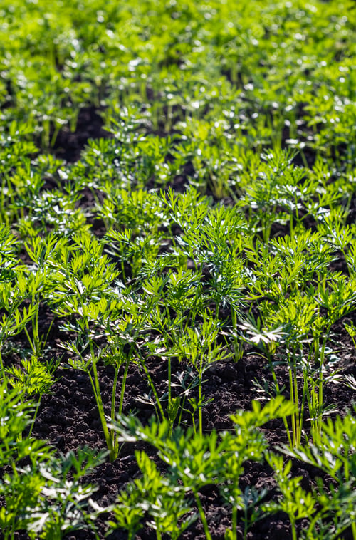 Preview: early carrots in the garden